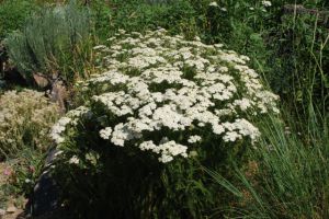 Achillea millefolium