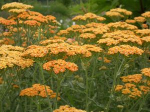 Achillea millefolium 'Terracotta'