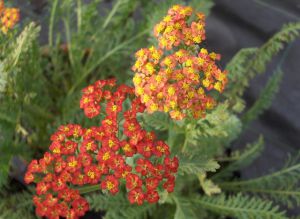 Achillea filipendulina 'Walter Funcke'