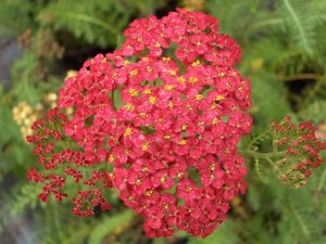 Achillea millefolium 'Paprica'