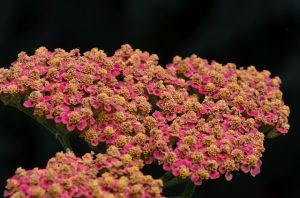 Achillea millefolium 'Wesersandstein'