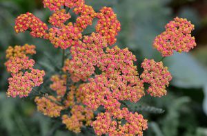 Achillea millefolium 'Wesersandstein'