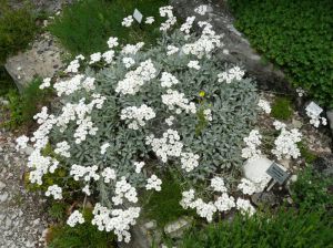 Achillée en ombelle