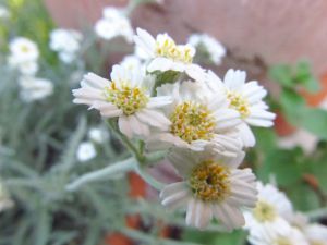 Achillea x kellereri