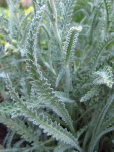 Achillea x kellereri