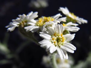 Achillea x kellereri