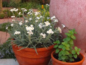 Achillea x kellereri