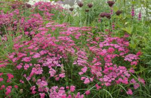 Achillea millefolium 'Cerise Queen'