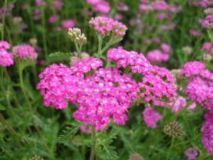 Achillea millefolium 'Excel'