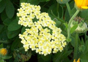 Achillea millefolium 'Hella Glashoff'