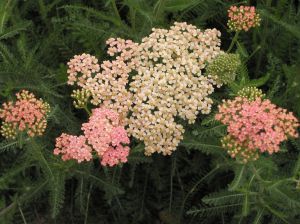 Achillea millefolium 'Salmon Beauty'