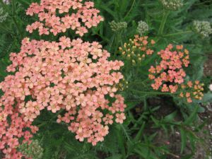 Achillea millefolium 'Salmon Beauty'