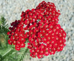 Achillea millefolium 'Laura'