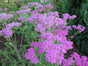 Achillea millefolium 'Lilac Beauty'