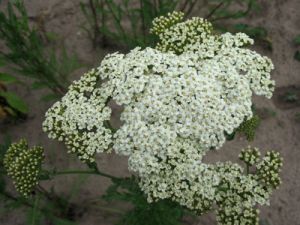 Achillée millefeuille 'Mondpagode'