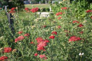 Achillea millefolium 'Red Beauty'