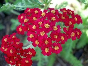 Achillea millefolium 'Red Beauty'