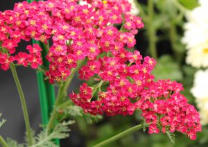 Achillea millefolium 'Red Velvet'