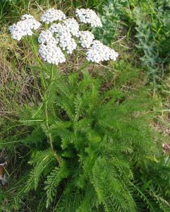 Achillea millefolium 'White Beauty'