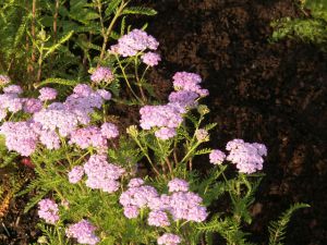 Achillea millefolium 'Wonderful Wampee'