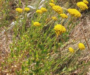 Achillée à feuilles d'agératum