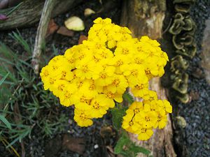 Achillée à cheveux dorés