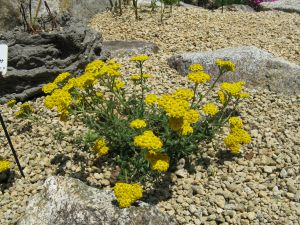 Achillea tomentosa