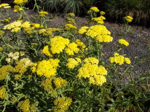 Achillea aegyptica