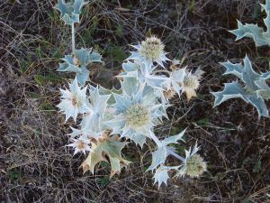 Eryngium maritimum