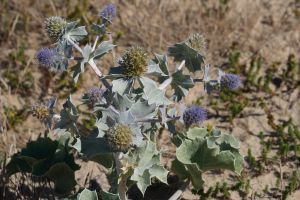 Eryngium maritimum