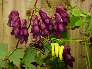 Aconitum hemsleyanum 'Red Wine'