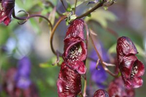 Aconitum hemsleyanum 'Red Wine'