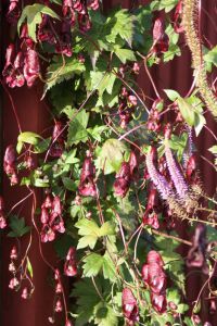 Aconitum hemsleyanum 'Red Wine'