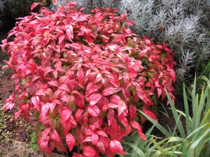 Nandina domestica  'Firepower'