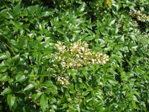 Nandina domestica  'Firepower'