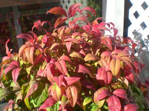 Nandina domestica  'Firepower'