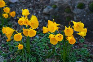 Narcissus bulbocodium