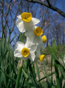 Narcissus tazetta