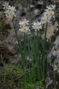 Narcissus tazetta