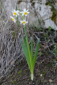 Narcissus tazetta