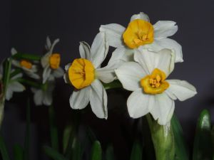 Narcissus tazetta