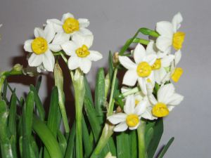 Narcissus tazetta