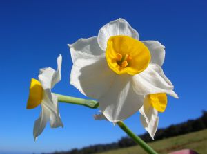 Narcissus tazetta