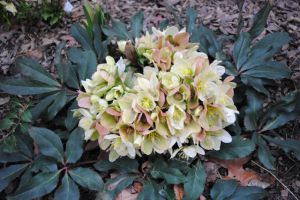 Helleborus