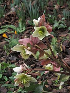 Helleborus x nigercors 'Emma'