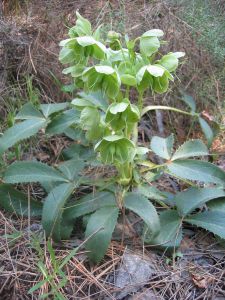 Helleborus