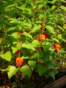 Physalis alkekengi