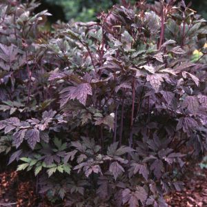 Cimicifuga racemosa 'Atropurpurea'
