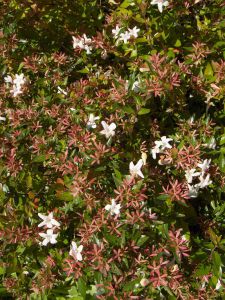 Abelia x grandiflora