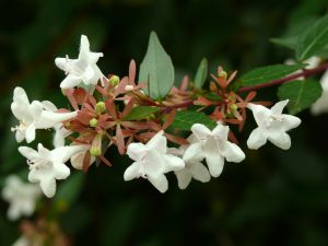 Abelia x grandiflora